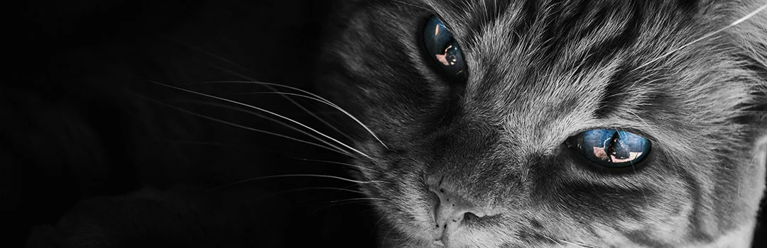 Bienvenue Sur Reseau Adoption Bienvenue Sur Reseau Adoption