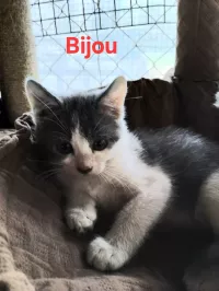 BIJOU