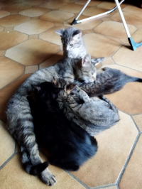 animal adopté Dolly