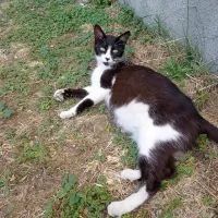 KITTIE