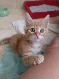 SIMBA
