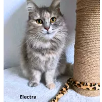 ELECTRA