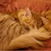 animal adopté FOXY