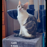 animal adopté Ludo