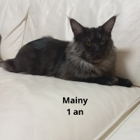 animal adopté Mainy