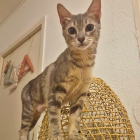 NIMUE