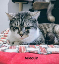 animal adopté ARLEQUIN