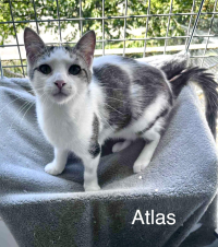 ATLAS