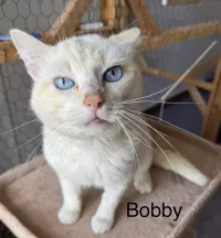 BOBBY