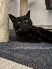 BOLT