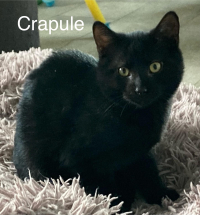 CRAPULE