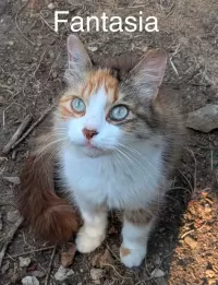 FANTASIA