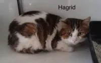 HAGRID