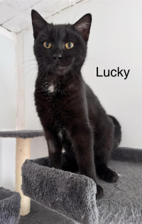 animal adopté LUCKY