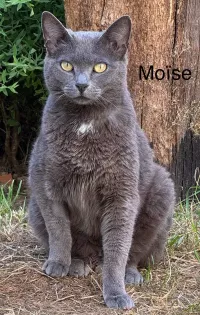 MOISE
