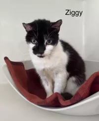 ZIGGY