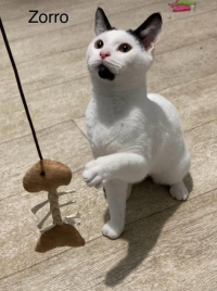 ZORRO