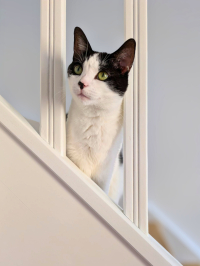 animal adopté Cybèle
