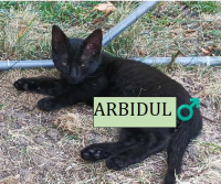ARBIDUL