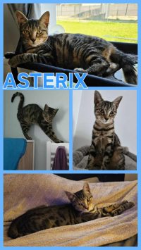 ASTERIX