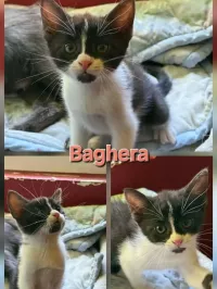BAGHERA