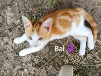 BAI