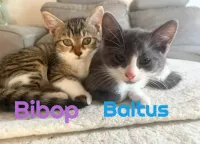 BALTUS et BIBOP  Double adoption