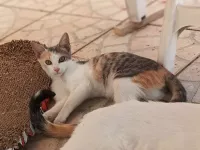 animal adopté BALZANE