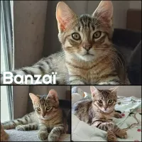 animal adopté BANZAI
