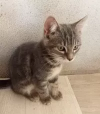 animal adopté BAYA