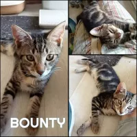 animal adopté BOUNTY