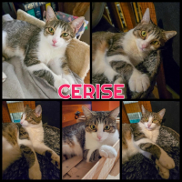 CERISE