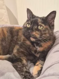 animal adopté DUCHESSE