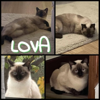 animal adopté LOVA