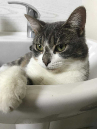 animal adopté MAÏA