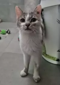 animal adopté MANA