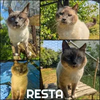 animal adopté RESTA