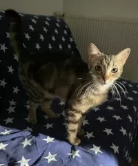 animal adopté SHIVA