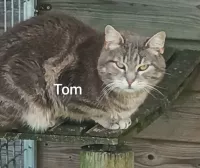 TOM