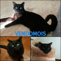 adoption VENDOMOIS