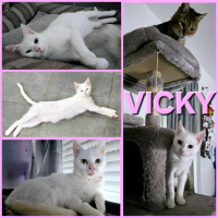 VICKY 