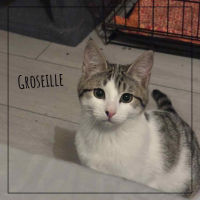 animal adopté Groseille