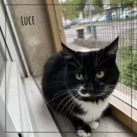 Luce