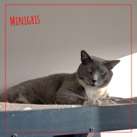 adoption MINIGRIS