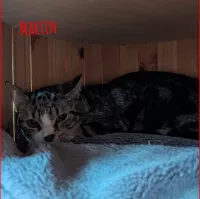 Martin
