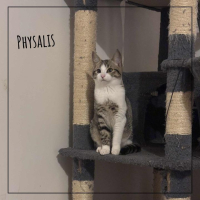 Physalis