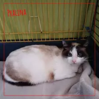 Pralina
