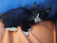 Basil