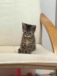 animal adopté Chipie 