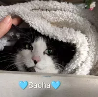 SACHA